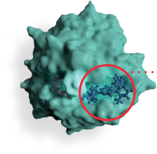 KRAS molecule